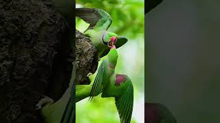 Alexandrine parakeet  Alexandrine parakeet Fighting for a birds nest  parrot vairalshort [upl. by Nitfa851]