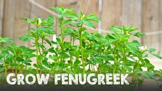 How to Grow Lots of Fenugreek  Methi [upl. by Freeborn]