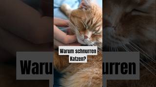 Warum schnurren Katzen katzen schnurren tiere [upl. by Eenttirb]