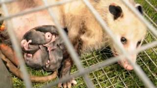 A Miracle of LifePossum Babies [upl. by Wendi]