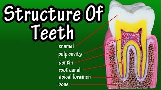 Structure Of Teeth In Humans  Functions Of Teeth In Human Body  Types Of Teeth [upl. by Sascha]