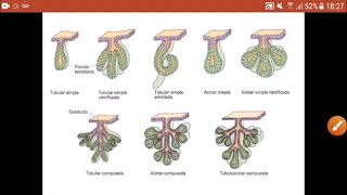 TEJIDO EPITELIAL GLANDULAR MUY FACIL Y COMPLETO [upl. by Leuqer]