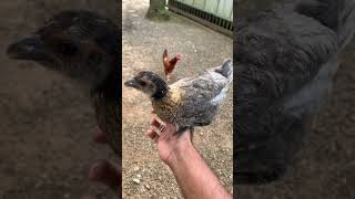 കോഴിക്ക് മരുന്ന് മേടിക്കാൻ പോയപ്പോൾ farmer chicken farming medical [upl. by O'Neil]