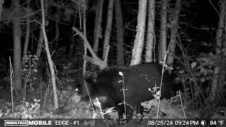 Black Bear coming into bait [upl. by Aifas]