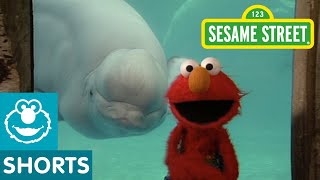 Sesame Street Love Makes a Family Song  Pride Month Song for Kids [upl. by Uzzial]