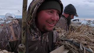 Snow Goose Catch Clean and Cook AMAZING RESULTS [upl. by Illah]