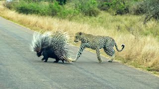 The ultimate porcupine slayer – Porcy the Leopard [upl. by Haggai496]