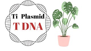 Ti Plasmid and t DNA [upl. by Arno]