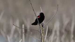 Male Redwinged Blackbird Call Agelaius phoeniceus HD by Sayre Nature [upl. by Raveaux]