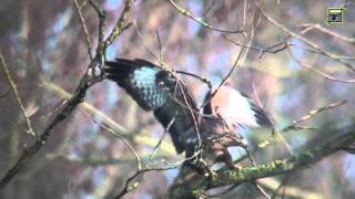 20120325 parende buizerds 1080 HD natuurkanaal [upl. by Nahk]