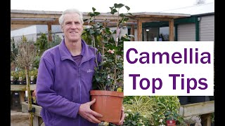 How to plant Camellias  Plant tips at Palmers Garden centre [upl. by Yci144]