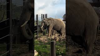 Les animaux du zoo de Thoiry lors du safari short reel [upl. by Kingsley]