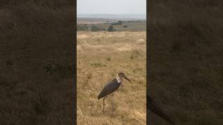 Marabou Stork  Maasai Safari Tour Kenya [upl. by Suilmann]