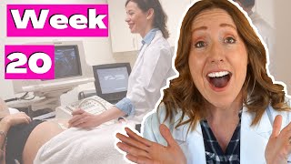 20 Weeks Pregnant in Months  PLUS the 20 Week Ultrasound [upl. by Ylehsa]