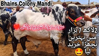 Bhains Colony Mandi Karachi Cattle Rates Update 17April2024  Cow Mandi 2024  Bakra Eid 2024 [upl. by Mateusz]