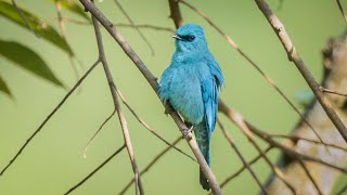 Verditer Flycatcher 銅藍鶲 [upl. by Yemorej226]