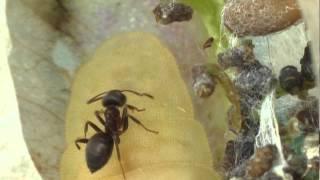 Myrmecophily  Lasius niger attrackted by a caterpillar of Iolana iolas [upl. by Boone6]