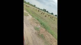 bundles of Tilly crop for dry in fields in village life [upl. by Senn80]