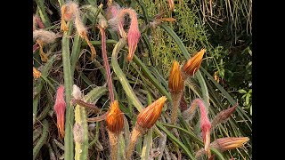 Epiphyllum on Sabal palm in south Florida Now Identified as Selenicereus grandifloruspteranthus [upl. by Cesaria]