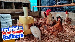 Las Gallinas criollas en su nueva casa 🐔 Trasteando a las Gallinas [upl. by Nek693]