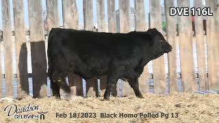 Davidson Gelbvieh Bull Lot DVE 116L sells Friday March 1 2024 [upl. by Wenonah]