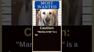 The Worlds Worst Dog Meet the MARLEY amp ME Labrador 🐶 [upl. by Eyk279]