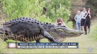 Only in Florida Video of HUGE gator in Lakeland goes viral [upl. by Leinod]