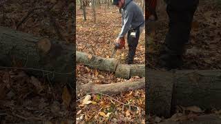 Ported Husqvarna 372 clone cutting firewood portedchainsaw chainsaw firewood 2stroke [upl. by Methuselah]