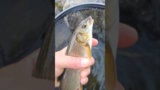 Mountain white fish fishing whitefish mountains [upl. by Connelly288]