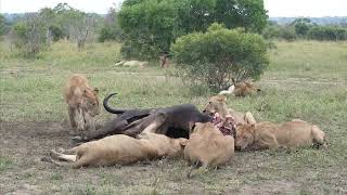 14 Lion eating and sleeping on Buffalo kill in the Kruger National Park Tintswalo Safari Lodge 2023 [upl. by Edras]