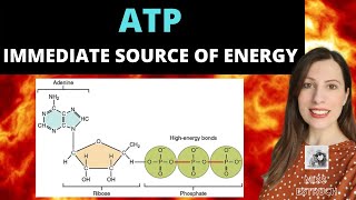 A Level Biology Revision quotThe Structure of DNA and RNAquot [upl. by Ttoille]