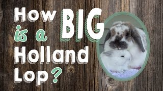 How Big is a Holland Lop Rabbit [upl. by Terrena]