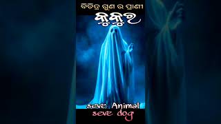 Indian Culture Of Dog ବିଶ୍ବାସୀ କୁକୁରdog [upl. by Alikahs]