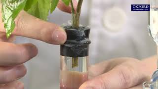 Practical 105 Measurement of the rate of transpiration using a bubble potometer [upl. by Sungam]