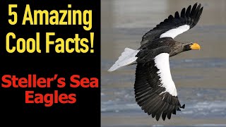 5 Fascinating Facts About Stellers Sea Eagles [upl. by Edylc]