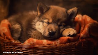 Musique Relaxante Pour Chien 🐶 💤 Musique Relaxante Pour Que Les Chiens Dorment Pendant 5 Minutes [upl. by Merete]