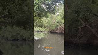 Pondicherrys hidden gem Pichavaram mangrove forest 🌳 pondicherry mangrove nature kids family [upl. by Ennaul]