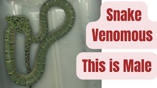 Friendly venomous snakes  Wragler’s pit viper snake  Malaysia [upl. by Berl]