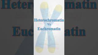 ChromatinHeterochromatinEuchromatin biology science youtubeshorts neetbiology pgtbio csir [upl. by Barde]