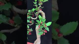 Bonsai Murbei bonsai belajarbonsai bonsaiindonesia [upl. by Sira]