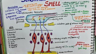 Sensation Of Smell Olfactory Pathway  Physiology [upl. by Airamzul492]