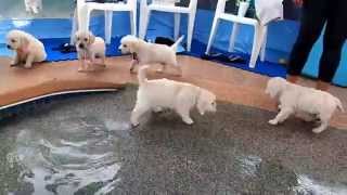 Eight English Cream Golden Retriever Puppies  first swim amp jump [upl. by Ainaznat]