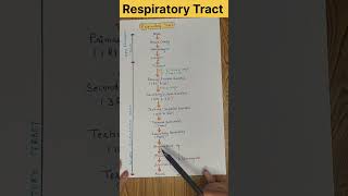 Respiratory Tract l Respiratory System shorts youtubeshorts [upl. by Rma]