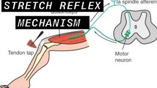 stretch reflex mechanismEasy Explanation within 5 minutes [upl. by Norab]