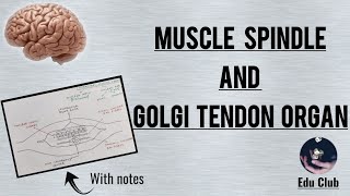 Muscle Spindle And Golgi Tendon Organ  Proprioception  Extrafusal and Intrafusal Fibres [upl. by Oman]