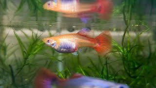 Big Mama Guppy Started Giving Birth On Tub While Still Acclimating her [upl. by Eerrehc]