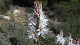 Asphodelus ramosus also known as branched asphodel [upl. by Patin480]