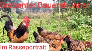 Rasseportait Brabanter Bauernhuhn [upl. by Ynove]