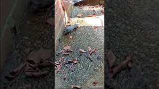 BlueGray Gnatcatcher Bird stopped by to quotWet my whistlequot at the AC unit quotOn the Farmquot TN USA 🎶 [upl. by Joanna]