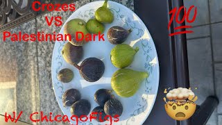 Crozes VS Palestinian Dark Figs Review with ChicagoFigs [upl. by Elliott]